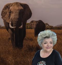 Lussier with elephants